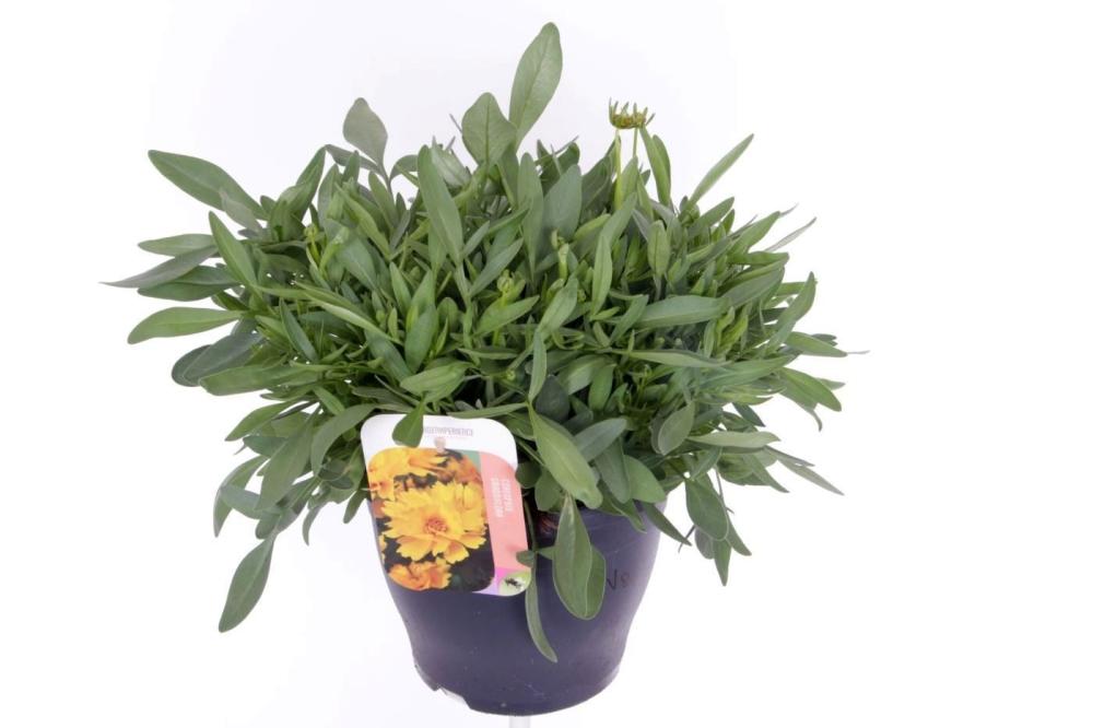 Coreopsis