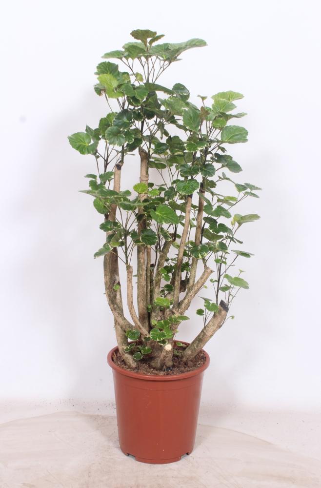 Polyscias