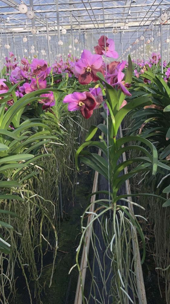 Vanda