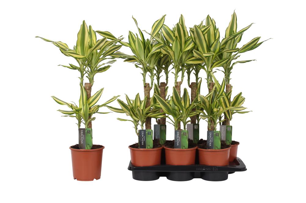 Dracaena