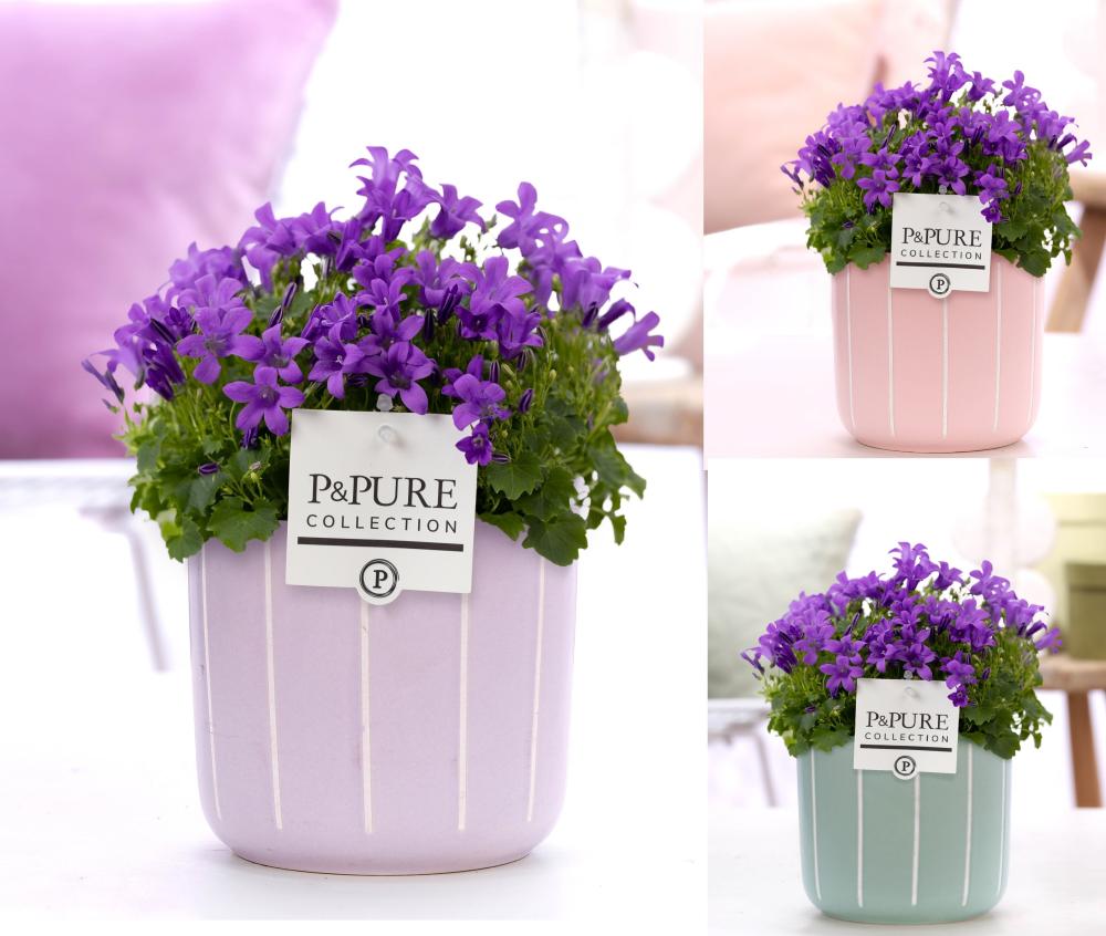 plantes valorisées d'extérieur
