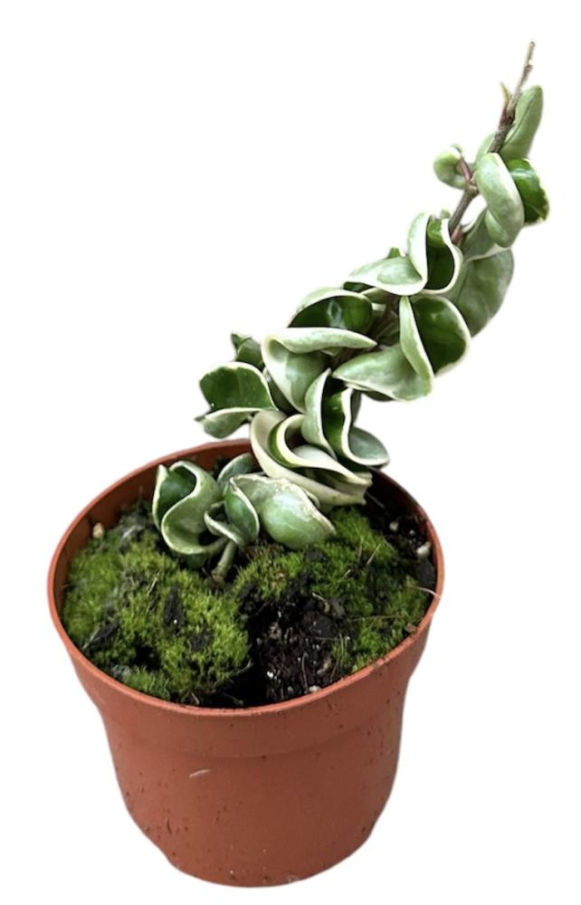 Hoya