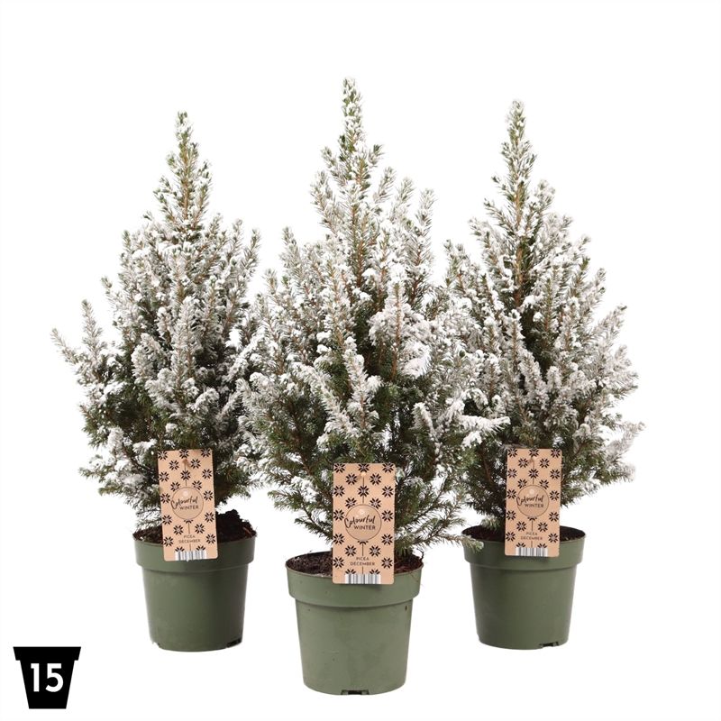 picea