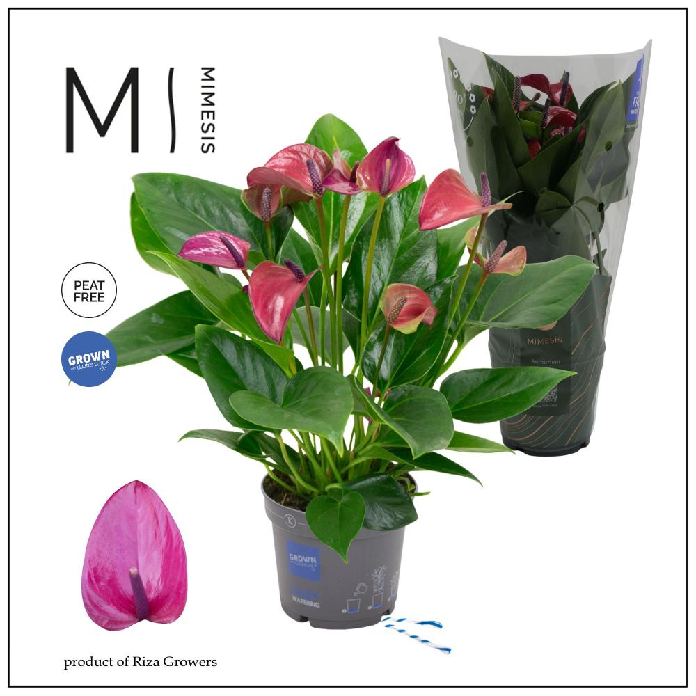 Anthurium