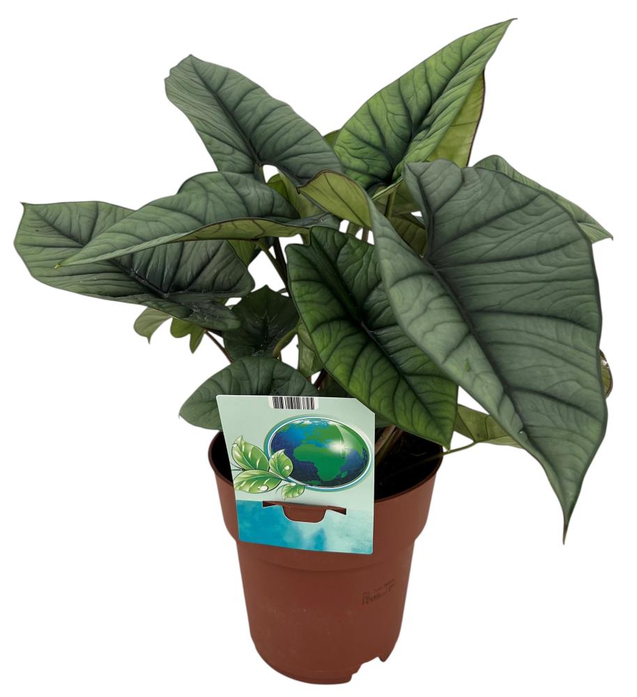 Alocasia