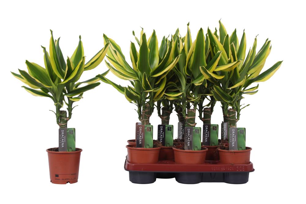 Dracaena