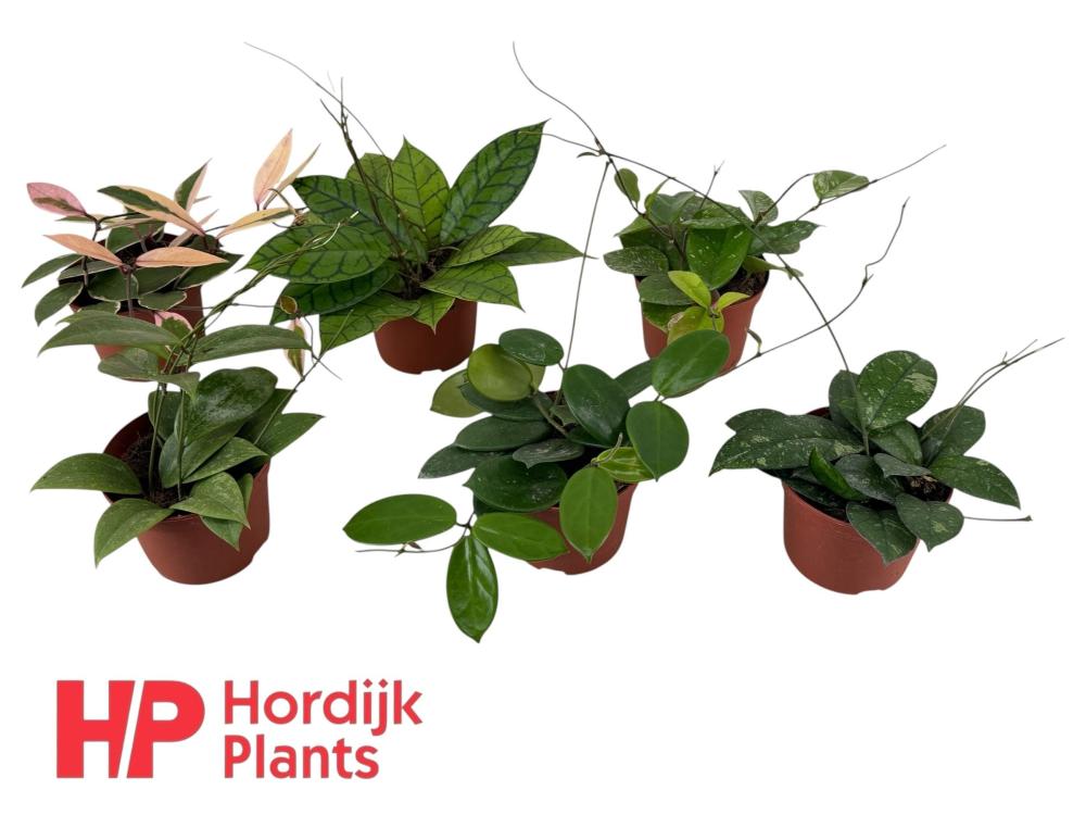 Hoya