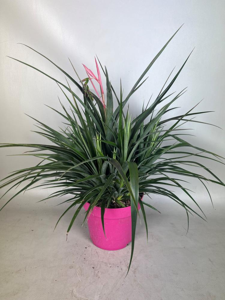 Billbergia