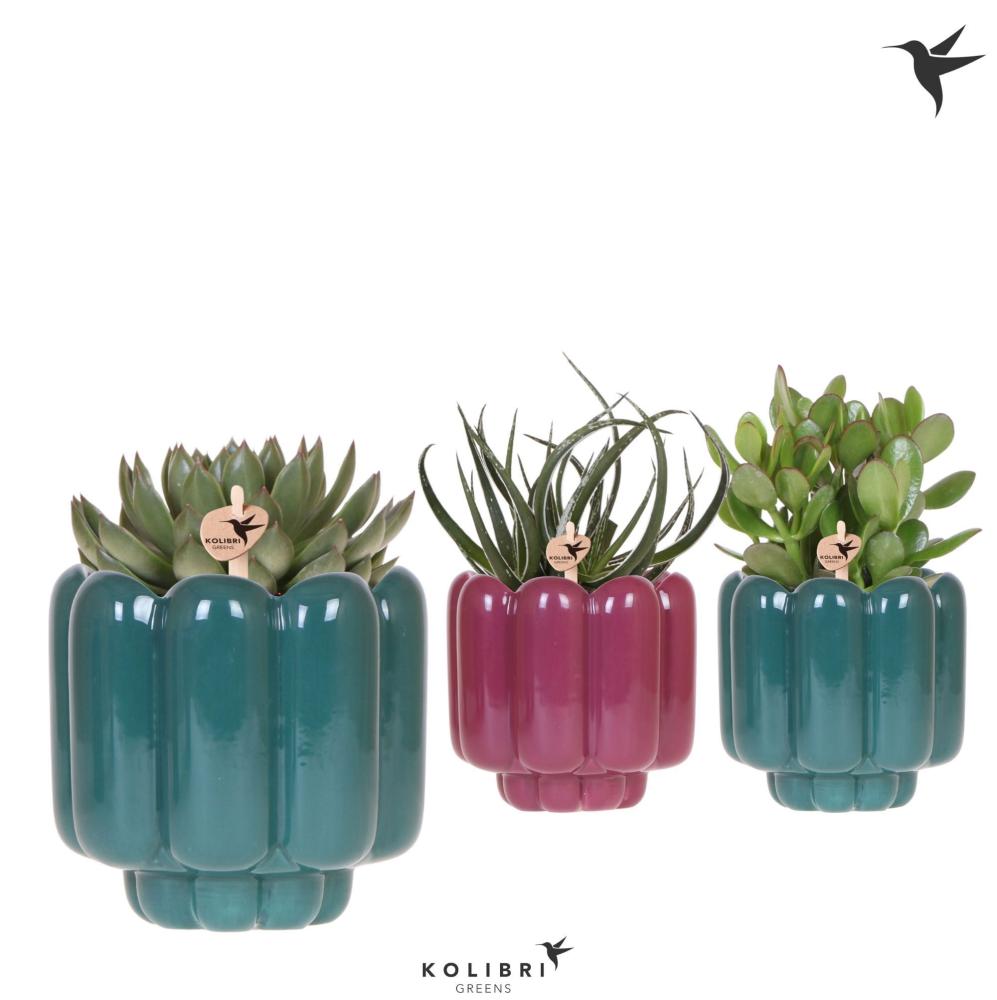 Succulentes