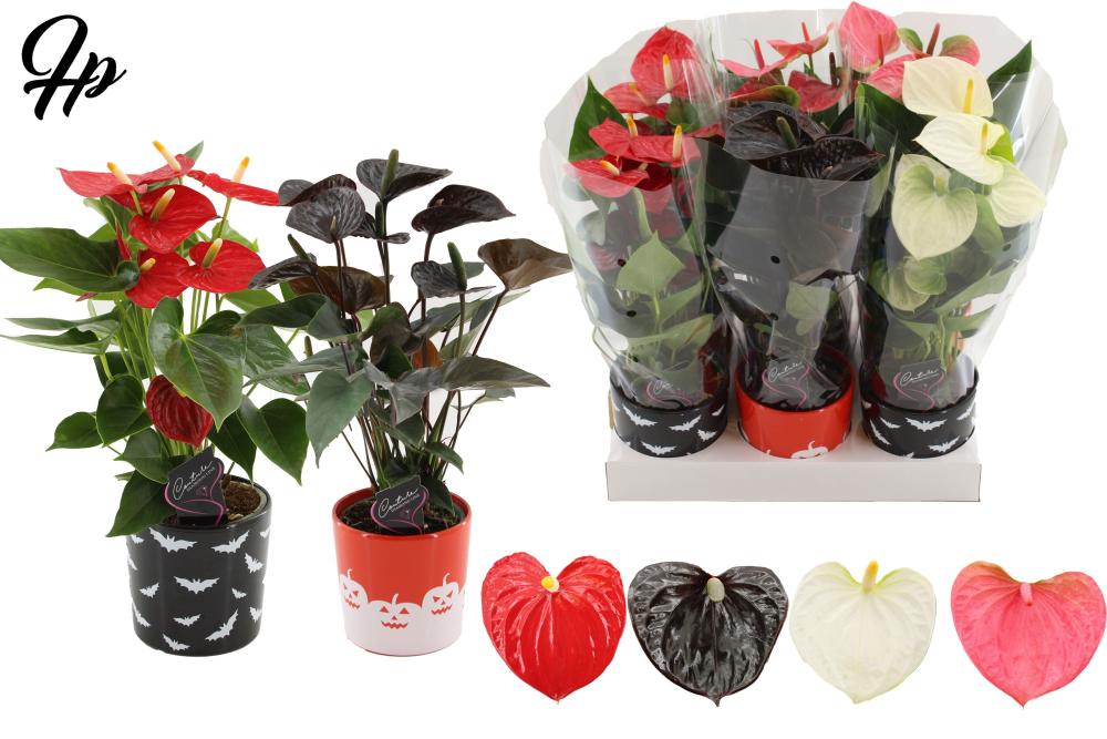 Anthurium