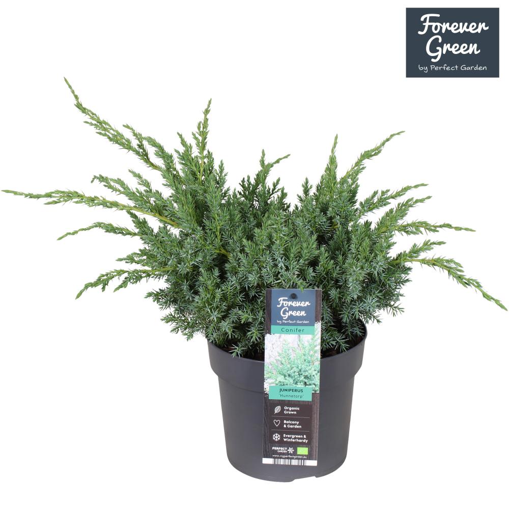 juniperus