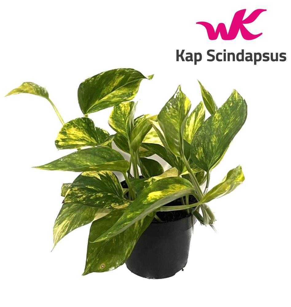 Scindapsus