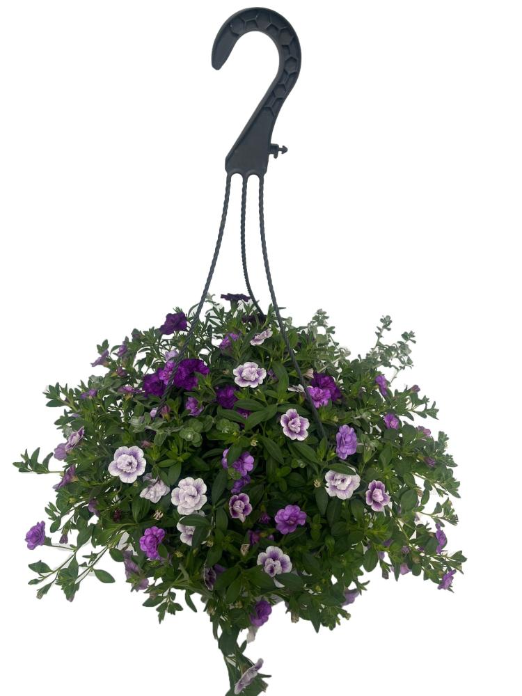Hanging baskets