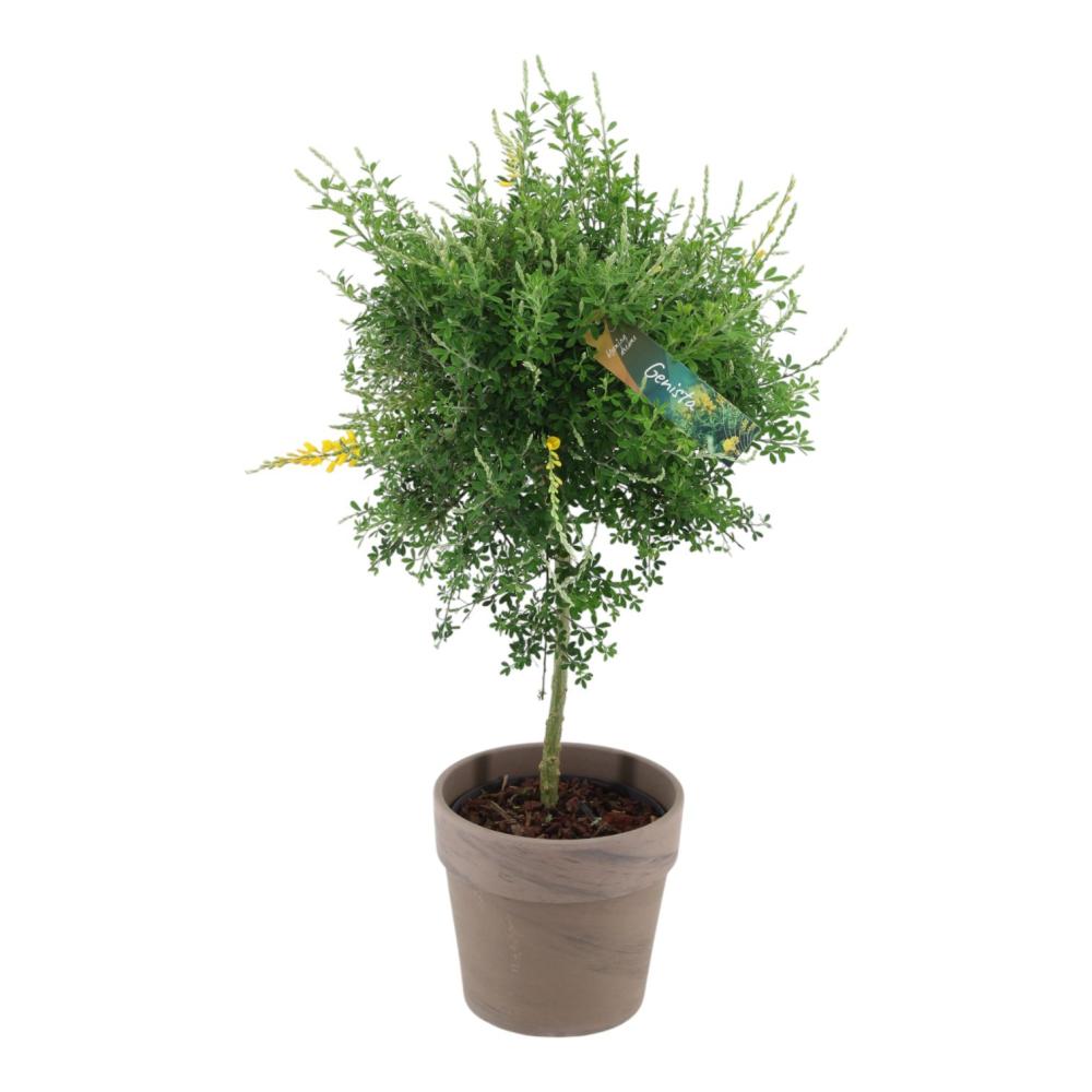 Cytisus