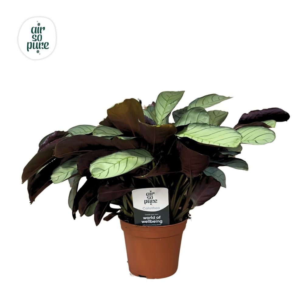 Ctenanthe
