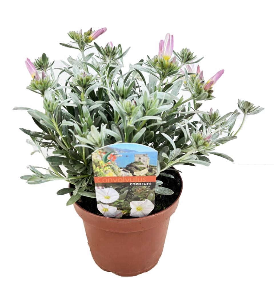Convolvulus