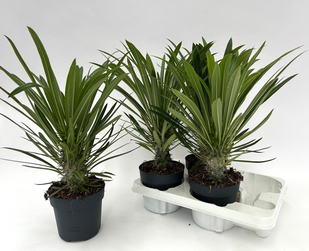 Pachypodium