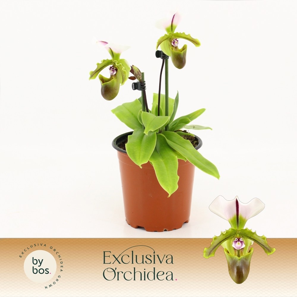 Paphiopedilum