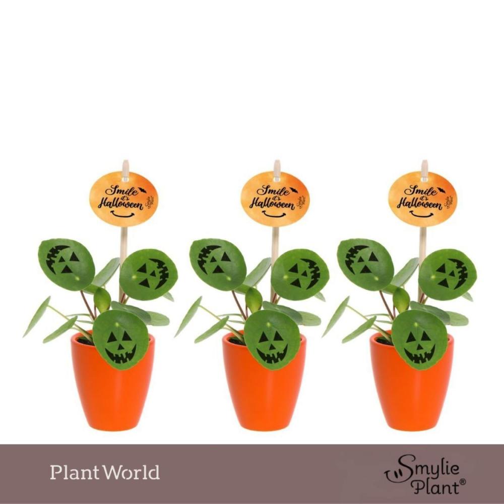 Pilea