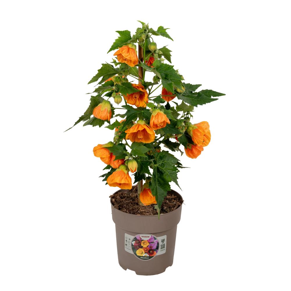 Abutilon