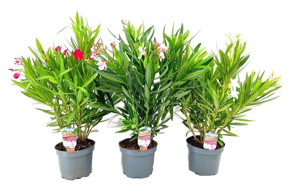 Nerium