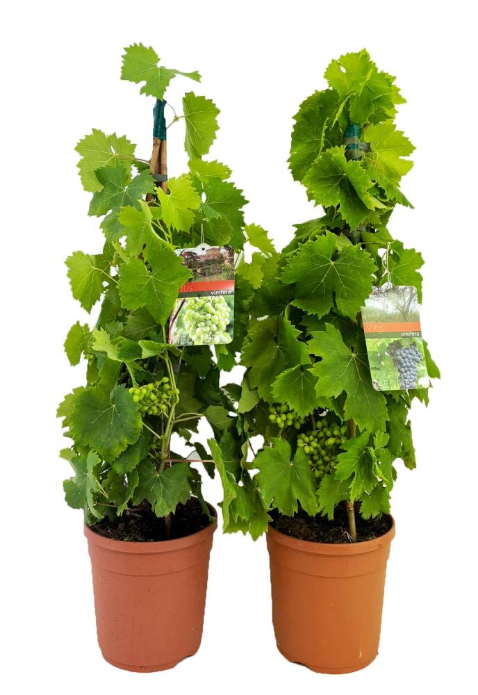 vitis