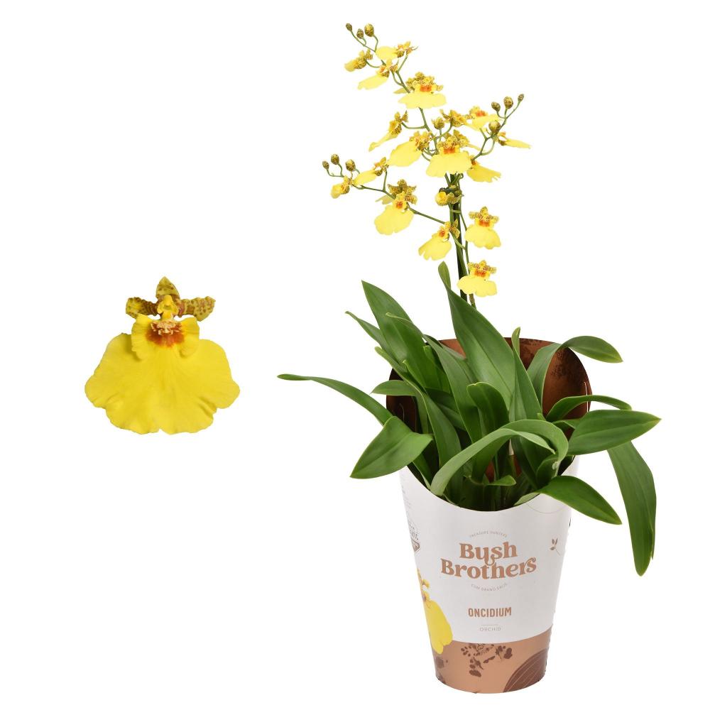 Oncidium