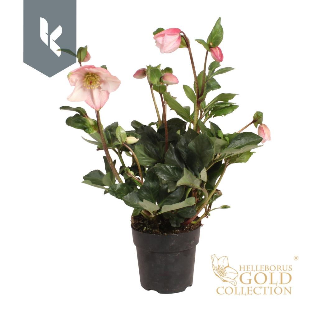 Helleborus