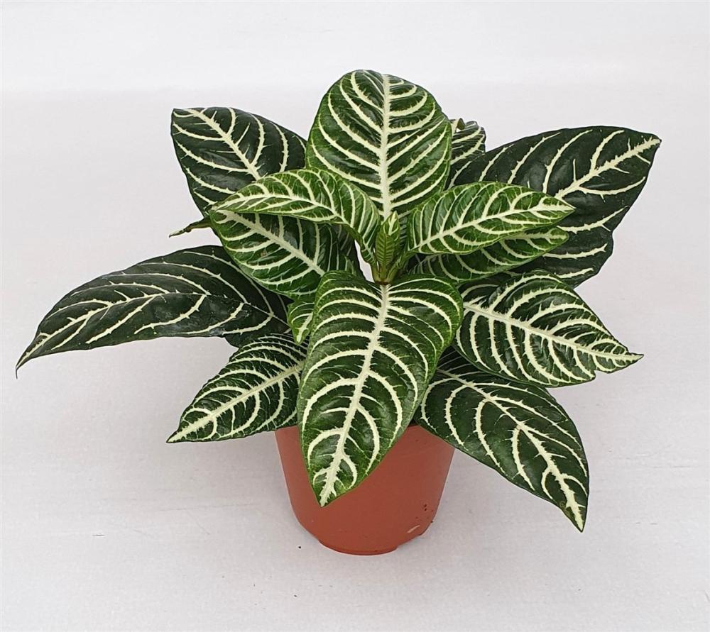 Aphelandra