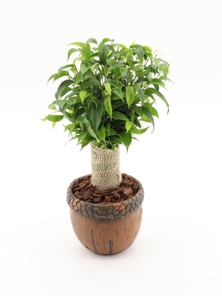 Ficus