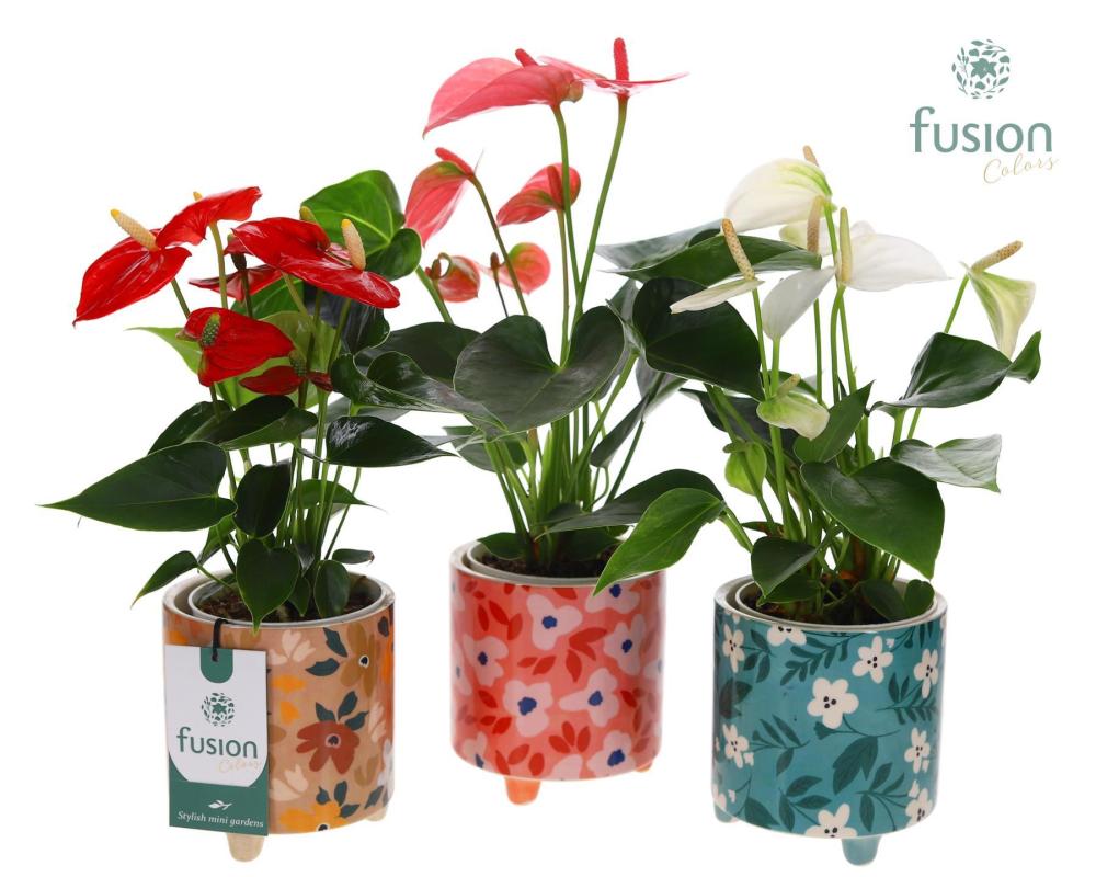Anthurium