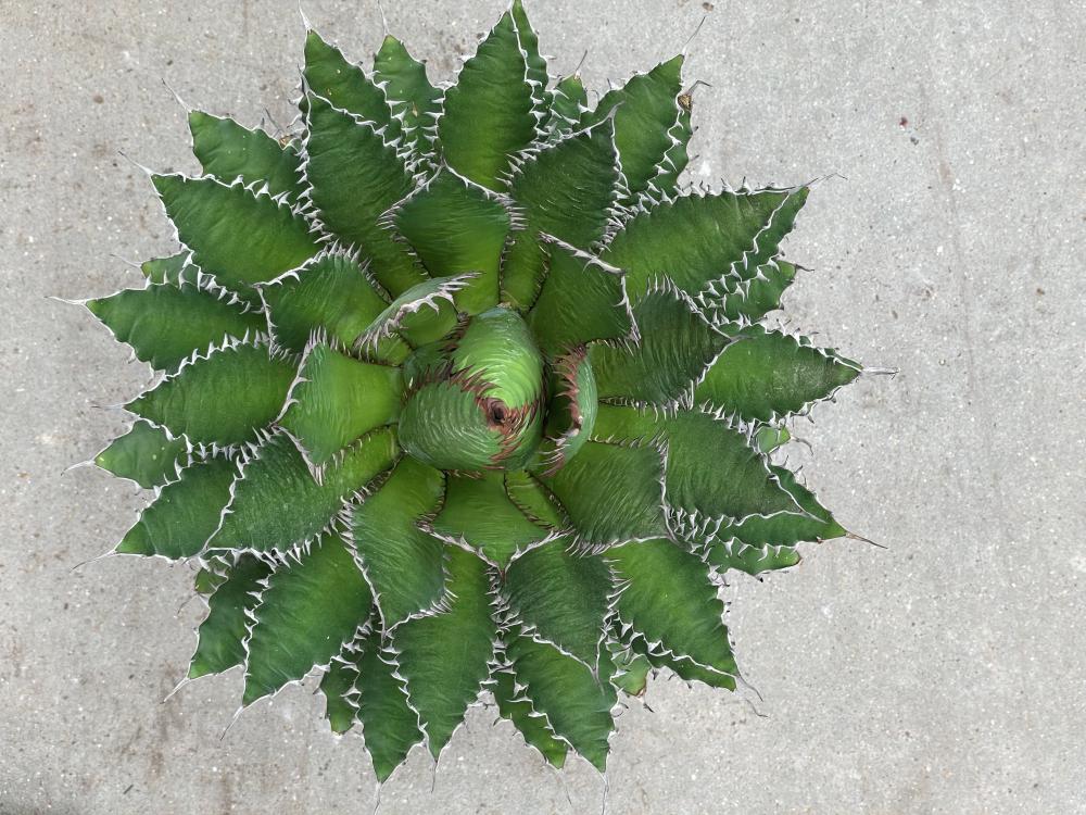 Agave