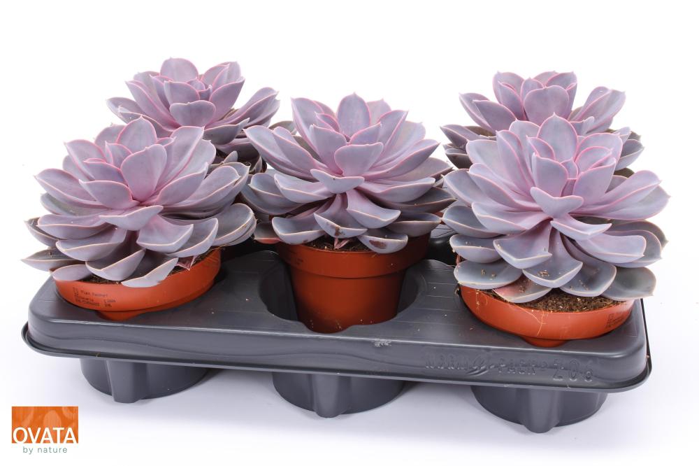 Echeveria