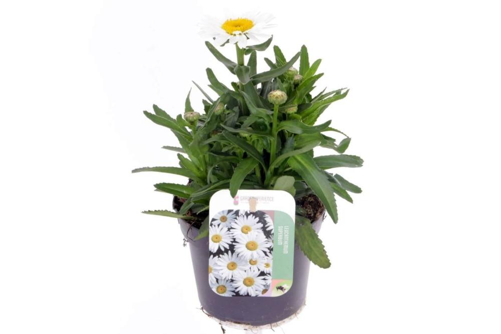 Leucanthemum