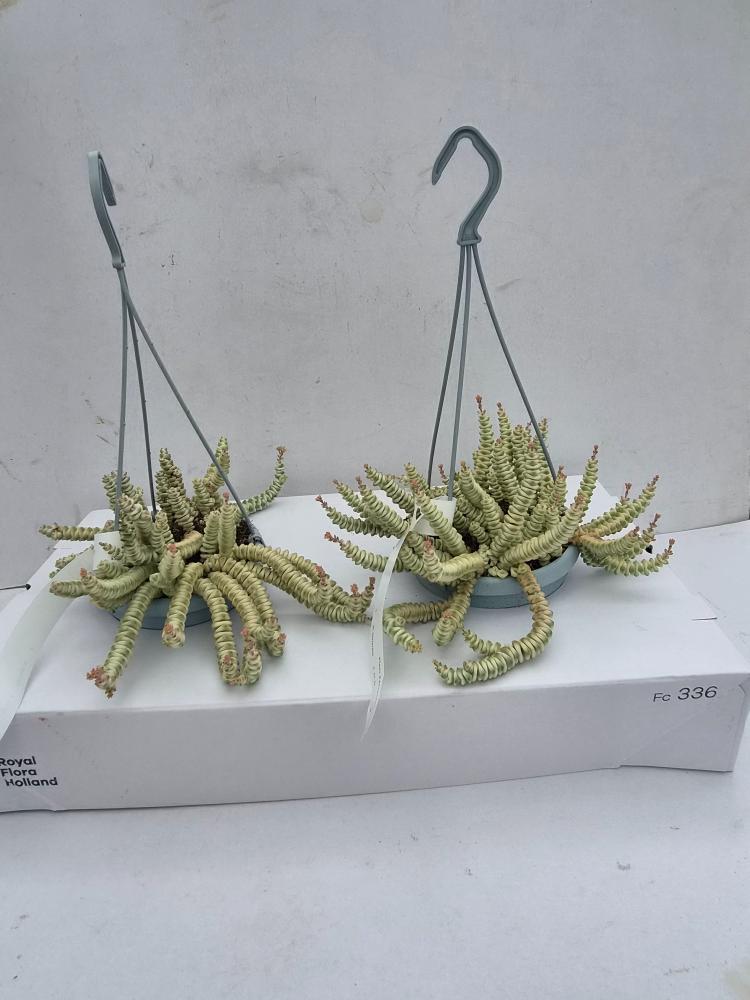 Crassula
