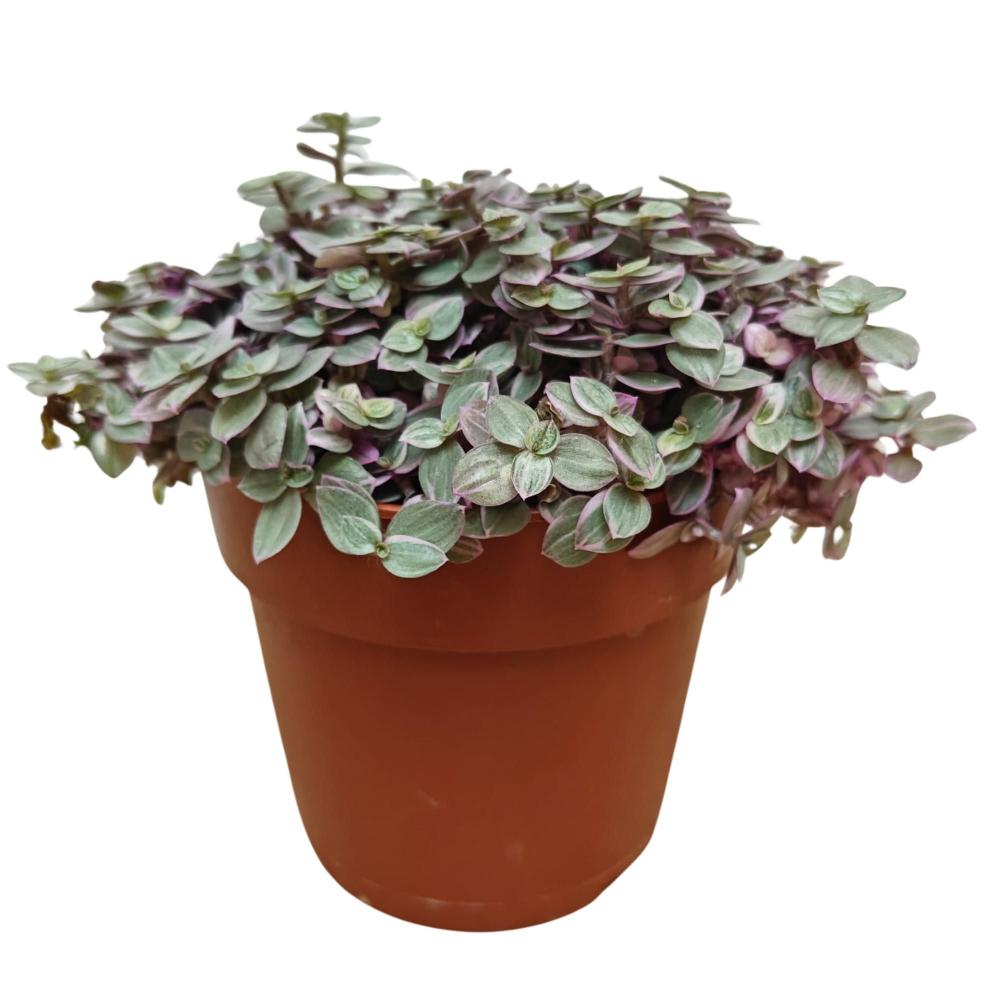 tradescantia