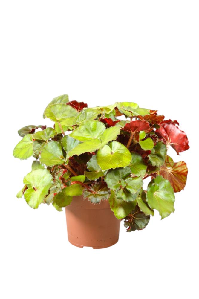 begonia feuillage