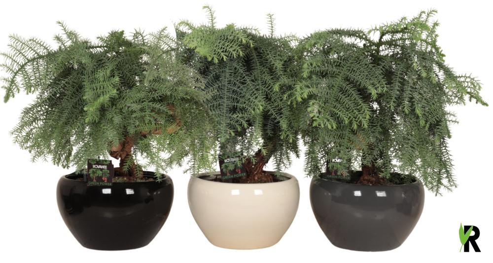 Araucaria