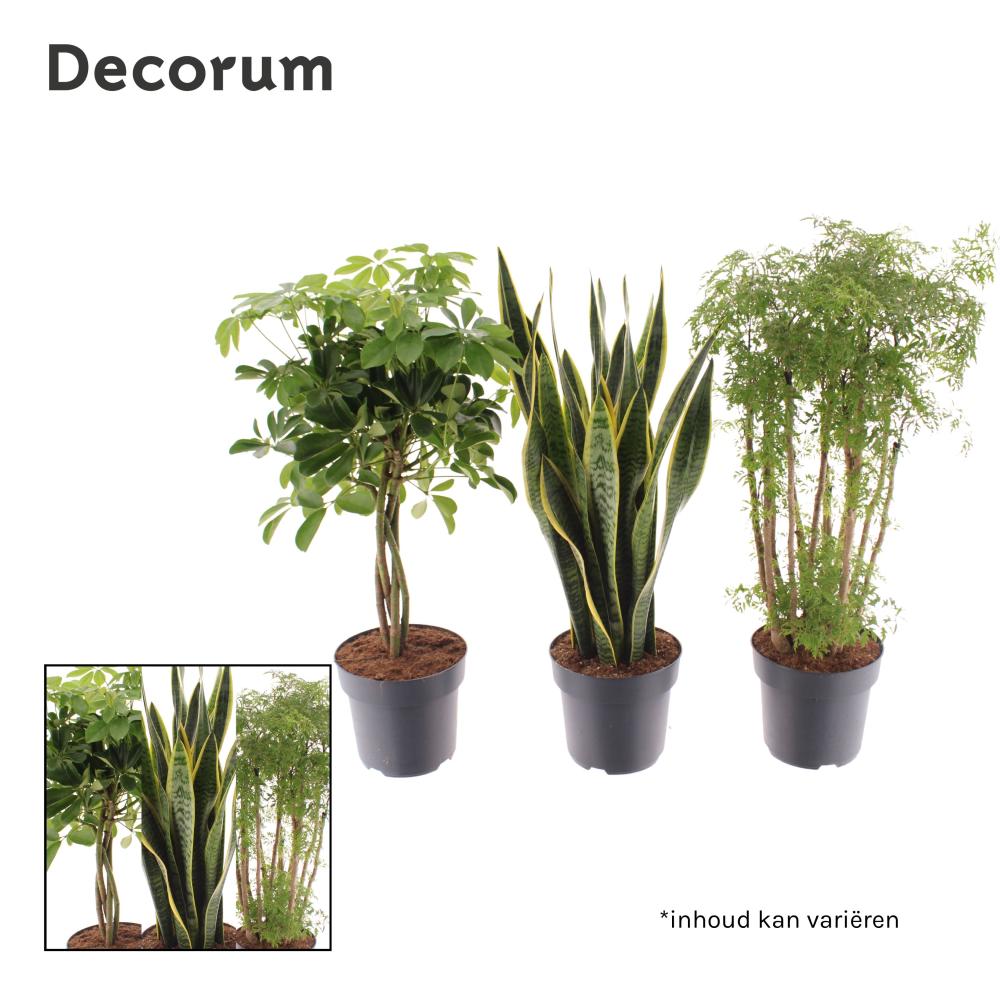 Plantes mix