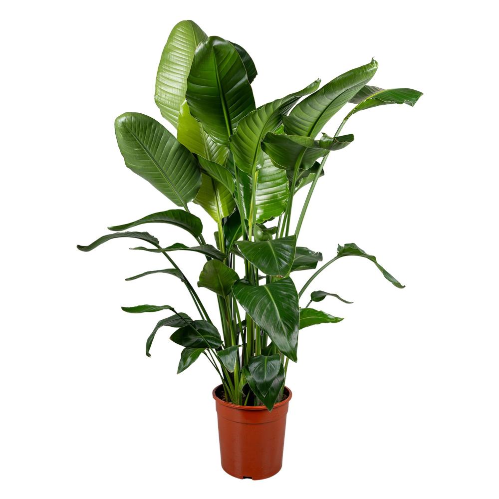Strelitzia
