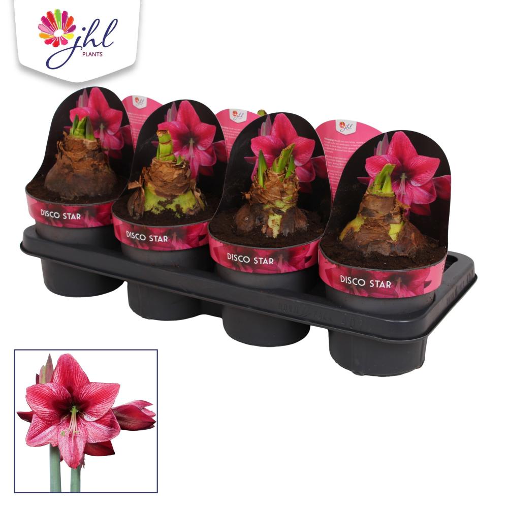 Amaryllis-hippeastrum