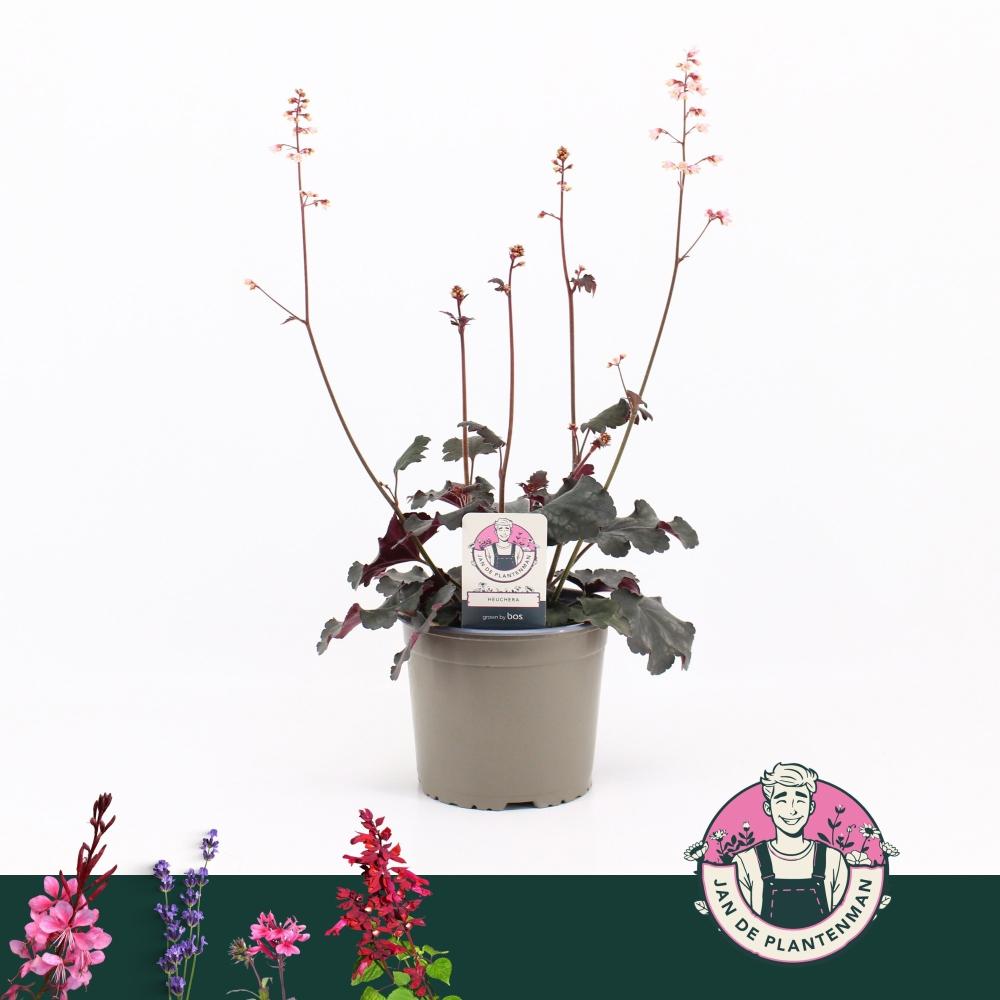 Heuchera