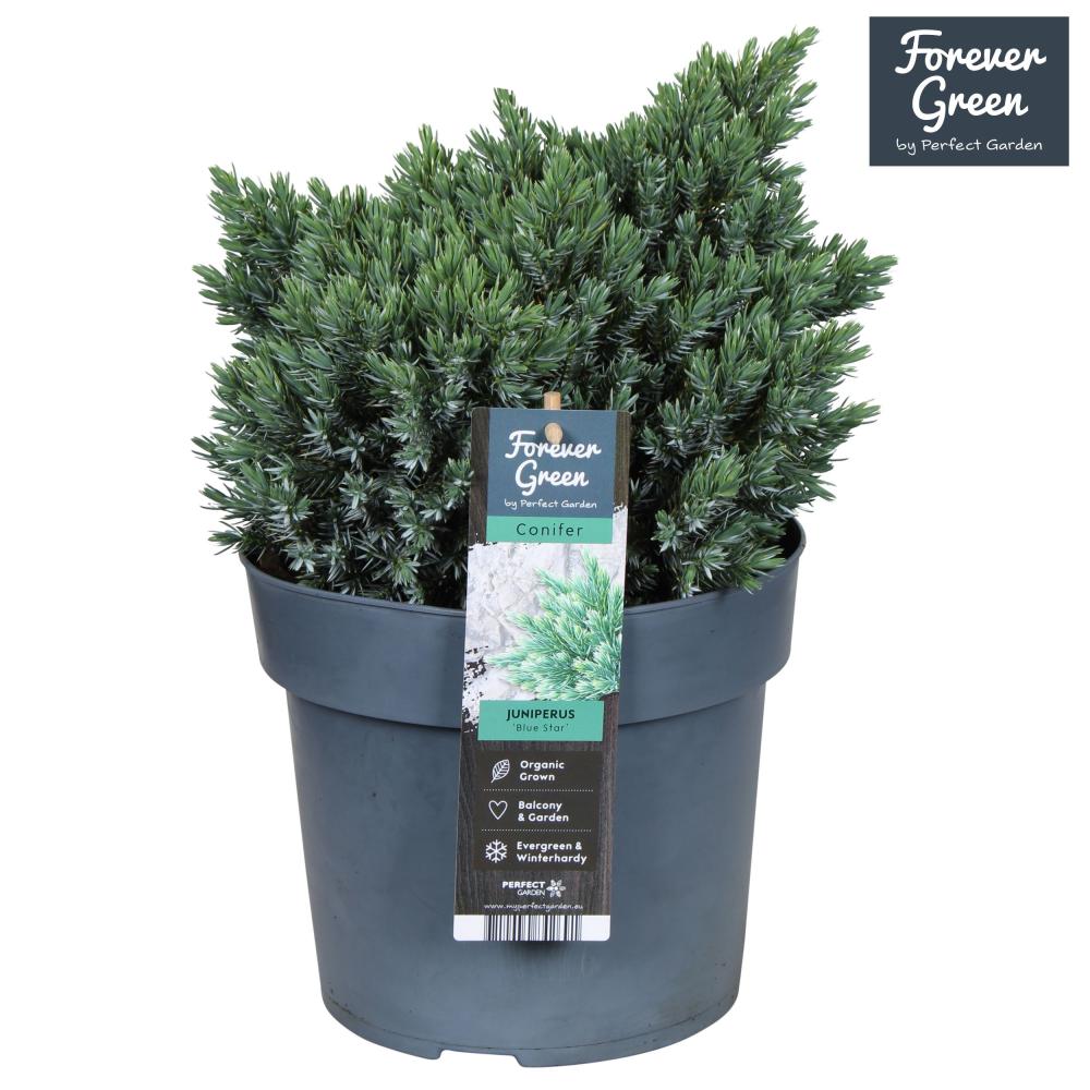 juniperus