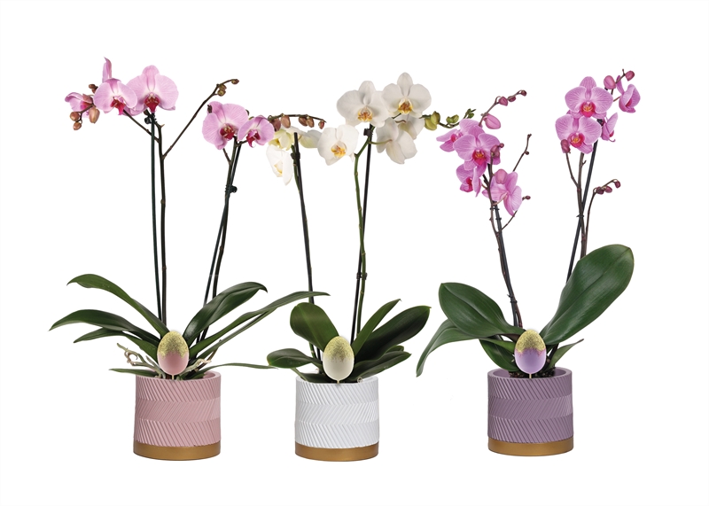 Phalaenopsis