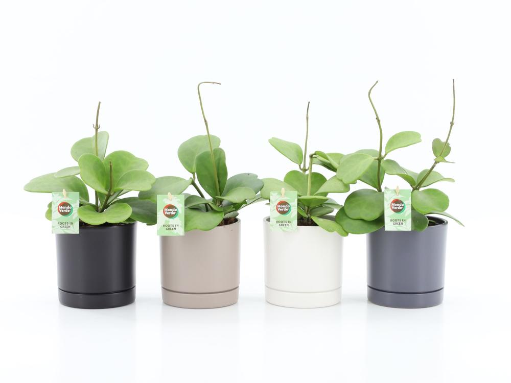 Hoya