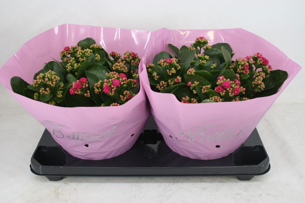 Kalanchoe fleurs doubles