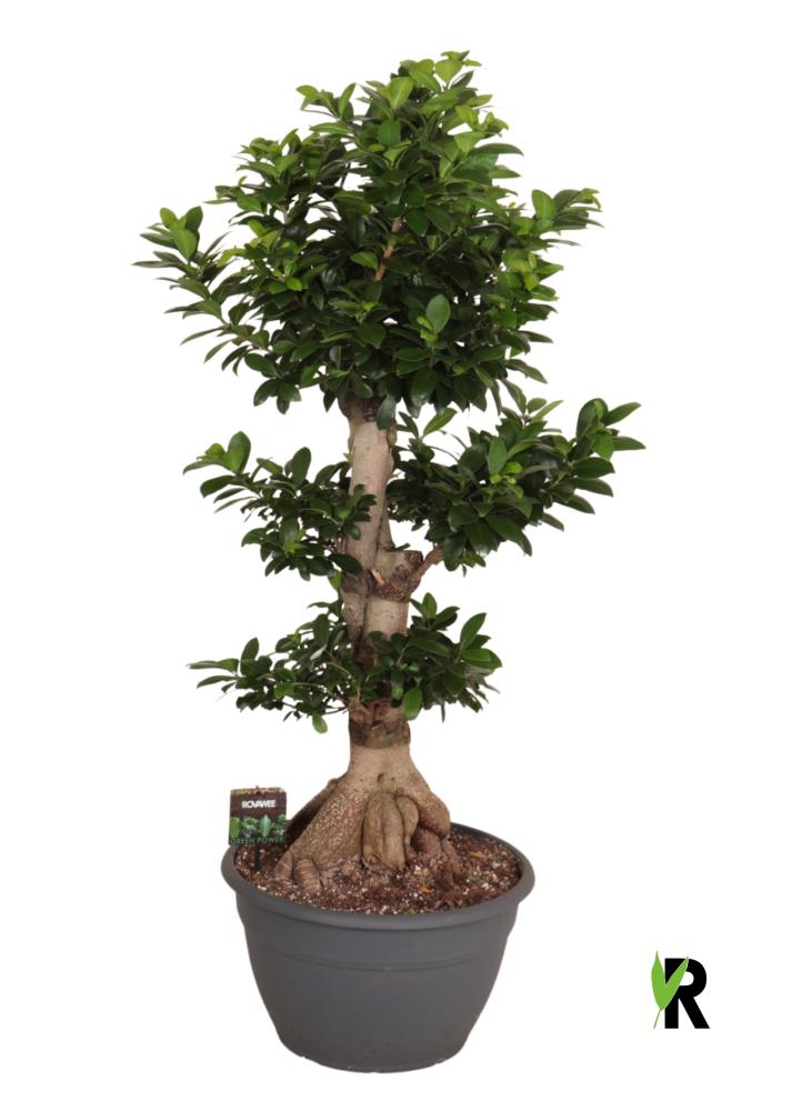 Ficus ginseng