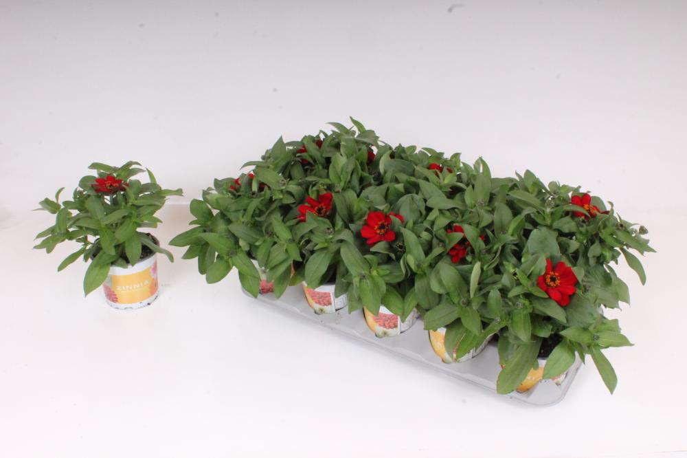 Zinnia