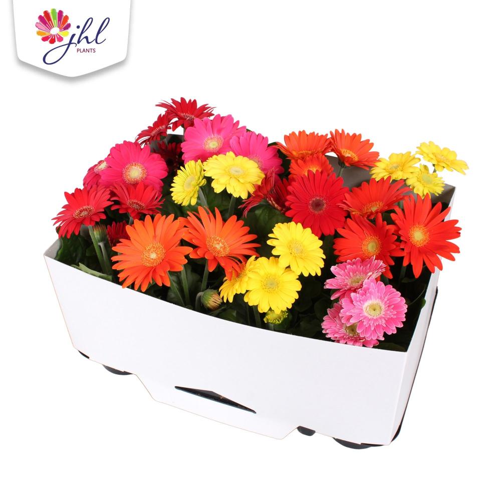 gerbera