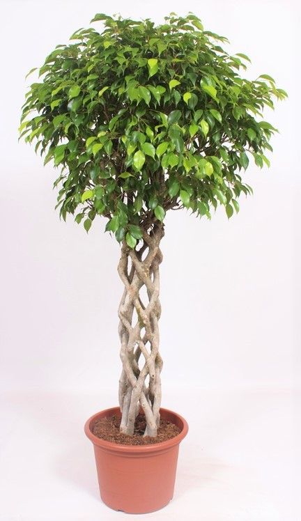 Ficus